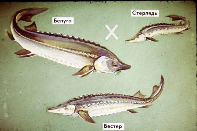 бестер