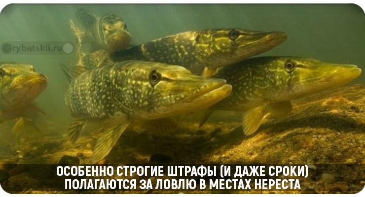 Когда будет разрешена рыбалка с лодки в 2021 году