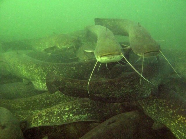 По мере прогревания воды, сома можно увидеть на отмелях, где он может греться в лучах весеннего солнца