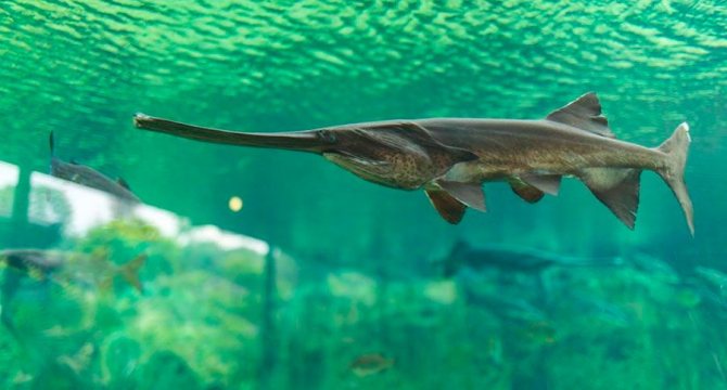 Polyodon spathula. Рыба Веслонос